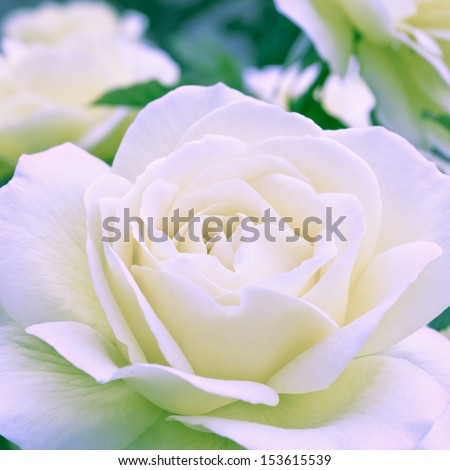 Beautiful White Rose In A Garden. Shallow Dof