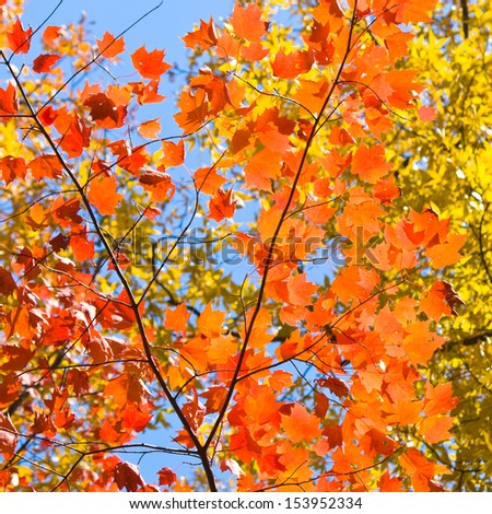 Looking up at a canopy of colorful red and yellow leaves, formed trees at autumn season.
