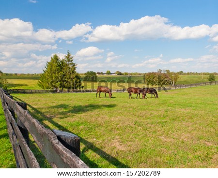Green pastures of horse farms. Country summer landscape.