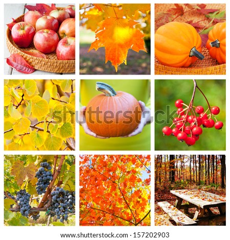 Autumn nature collage, collection of beautiful seasonal images.