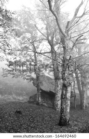 Mystic trees in fog, in black and white filter