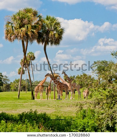 Group of giraffes eating in animal kingdom park.