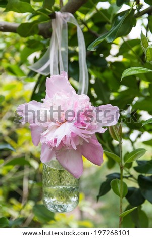 Pink peony flowers  in a glass jar hanging on a tree branch in green  fresh spring garden. selective focus
