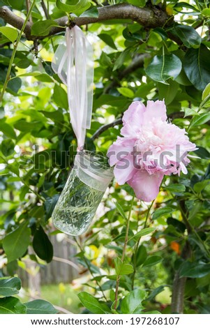 Pink peony flowers  in a glass jar hanging on a tree branch in green  fresh spring garden. selective focus
