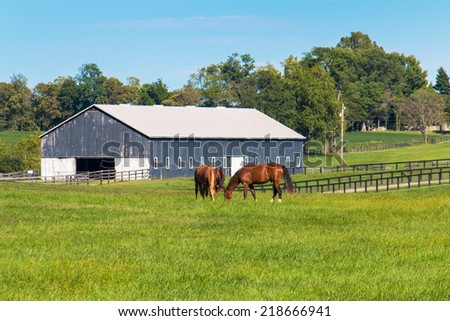 Horses at horse farm. Country landscape. selective focus