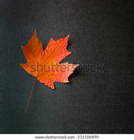 Autumn red maple leaf on black textured paper