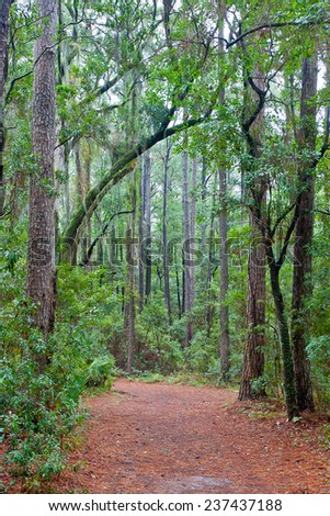 Forest path with a canopy of trees and Spanish moss including live oaks in South Carolina .