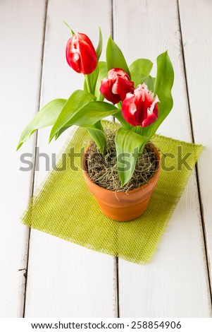 Bicolor red white  tulips in a clay  pot on wooden table.