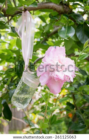 Pink peony flowers  in a glass jar hanging on a tree branch in green  fresh spring garden,