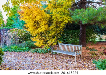 Bench in Fall season  park near japanese maple tree. Autumn landscape.