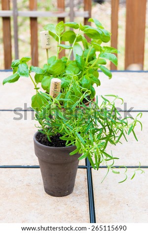 Rosemary and basil  plants in  flower pots with name tag. selective focus, shallow dof