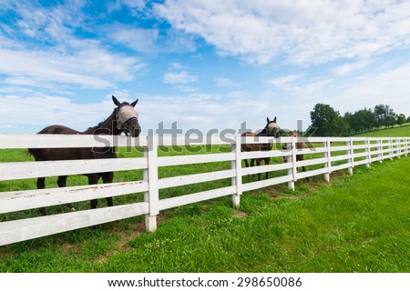 Horses wearing fly masks in summer at horse farm. Country landscape.