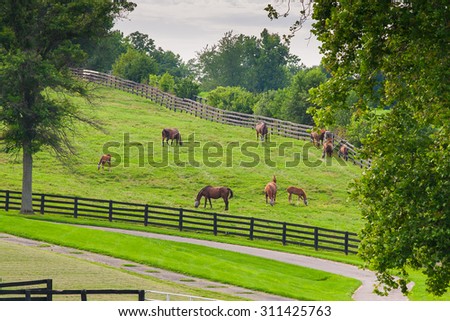Horses wearing fly masks in summer at horse farm. Country landscape.