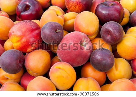 Pile of colorful summer fruits - apricots, nectarines, peaches, plums and  red velvet apricots.