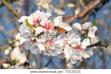 Bee gathering honey from a flower almond tree