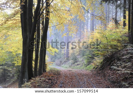 Forest track