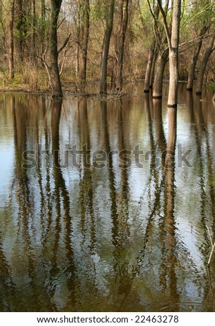 Trees growing and reflected in the water of Danube River, village Ivanovo, Serbia