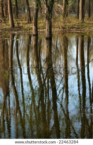 Trees growing and reflected in the water of Danube River, village Ivanovo, Serbia