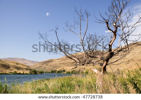 Old tree on the Deschutes river bank