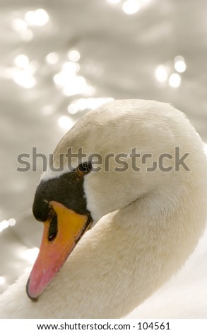 Mute Swan (Cygnus olor) head and neck arch closeup