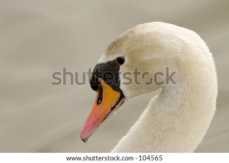Mute Swan (Cygnus olor)  head closeup with graceful neck arch