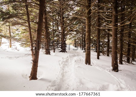 Hiking through a snow covered trail in the forest along the Appalachian Trail in the Great Smoky Mountains National Park