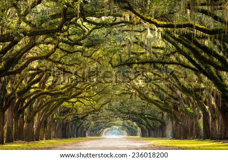 A stunning, long path lined with ancient live oak trees draped in spanish moss in the warm, late afternoon near Savannah, Georgia.