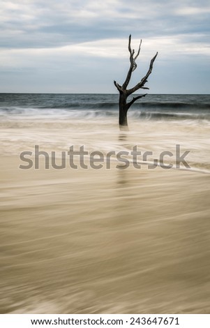 A lone skeleton tree sits in the ocean at Hunting Island State park near Beaufort, South Carolina.