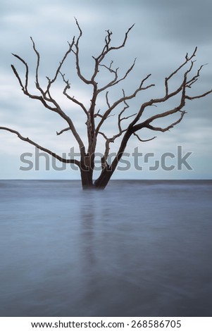 A skeleton tree sits firm in the middle of the ocean at high tide at Botany Bay Beach Boneyard on Edisto Island, South Carolina.
