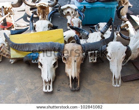 skull animal in market