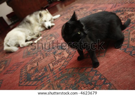 black cat and white dog black cat and white dog