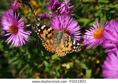butterfly on a pink flower/butterfly/flower