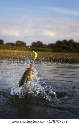 Large mouth or bigmouth bass jumping out of the water with a lure in it's mouth
