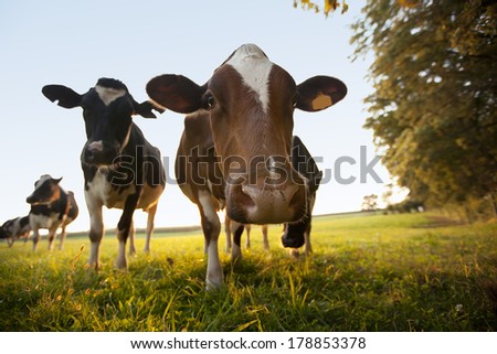 Curious cows grazing in a field. This photo has shallow depth of field.