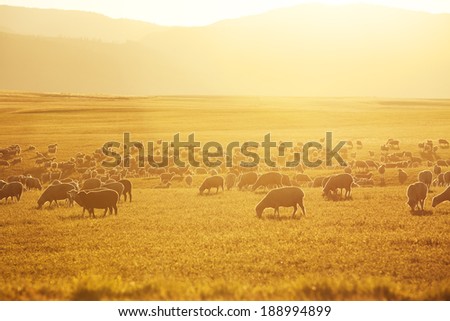 A flock of sheep grazing in a field at the base of the mountains as the sun sets.