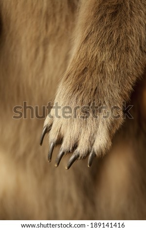 Close up shot of a grizzly bear paw, claws and all.  Shallow depth of field.