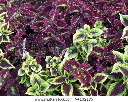Purple and Green Lacy Coleus