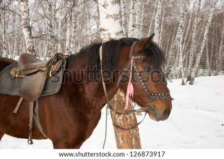 Saddled horse in the forest.