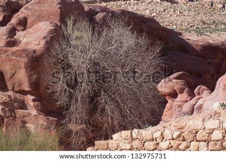 Dry bush trying to grow out of a hard stone, working at blooming where it was planted, but not finding enough water to bloom