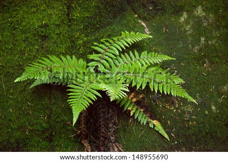 Background texture of soft, green moss with a fern in it