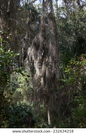 Trees with Spanish Moss in the Southern USA