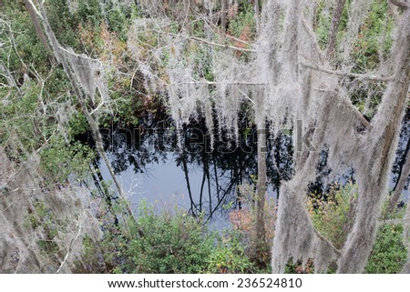 Trees with Spanish Moss hanging from the branches and swamp water, from the Okefenokee Swamp in South East Georgia, USA