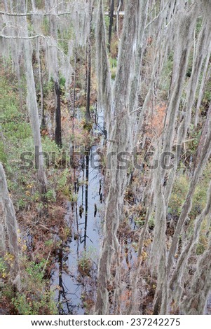 Swamp with trees covered in Spanish Moss, from the Okefenokee Swamp in South East Georgia, USA