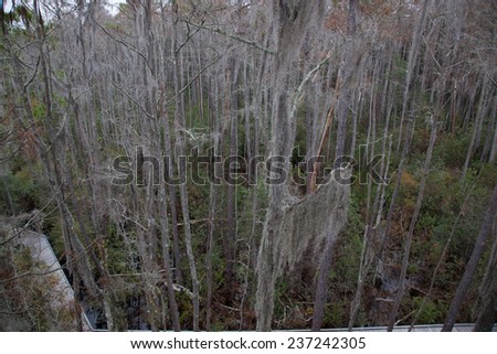 Swamp  trees covered in Spanish Moss, from the Okefenokee Swamp in South East Georgia, USA