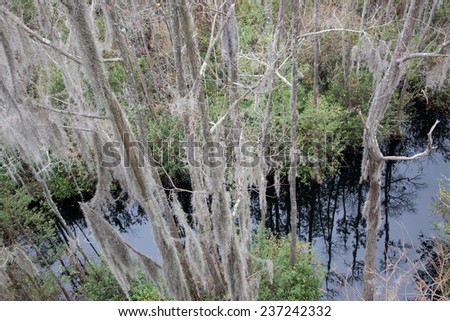 Swamp with  trees covered in Spanish Moss, from the Okefenokee Swamp in South East Georgia, USA