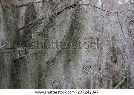 Swamp   trees covered in Spanish Moss, from the Okefenokee Swamp in South East Georgia, USA