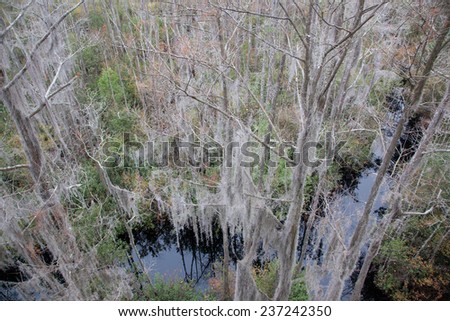 Swamp with trees covered in Spanish Moss, from the Okefenokee Swamp in South East Georgia, USA