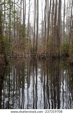 Swamp water with trees, bushes, sky and Spanish Moss reflected in the stillness, from Okefenokee Swamp in Southeast Georgia, USA