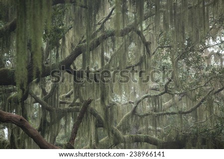 Trees with Spanish Moss and bushes on a foggy morning