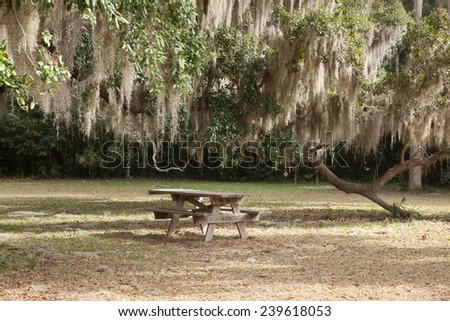 Spanish Moss hanging from trees, over a picnic table
